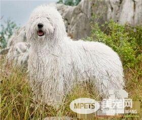 可蒙犬怎么洗澡 冬季给可蒙犬洗澡注意什么