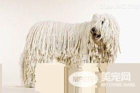 可蒙犬怎么打理毛 找个比较宽的梳子顺着梳