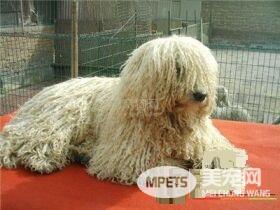 可蒙犬体味重吗 一般可蒙犬的味道不是很重