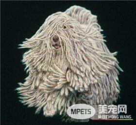 可蒙犬如何饲养 可蒙犬每天喝多少水