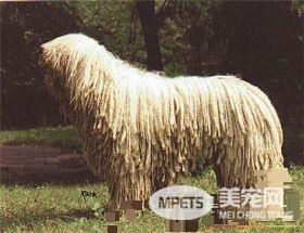可蒙犬能长多大 雄性可蒙犬体重在100磅左右