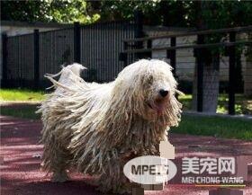 可蒙犬能长多大 雄性可蒙犬体重在100磅左右