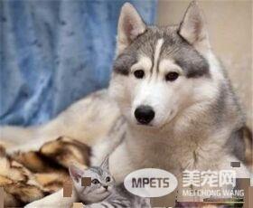 哈士奇狗狗特点 哈士奇的耐力和速度惊人
