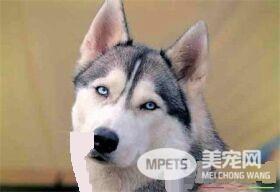 哈士奇的智商低吗 哈士奇智商怎么样