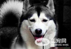 哈士奇的训养 哈士奇训养需要注意的事项