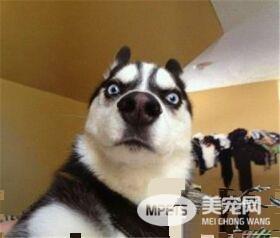 哈士奇吃多少狗粮 成犬哈士奇一天吃多少狗粮