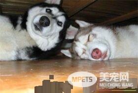 哈士奇吃多少狗粮 成犬哈士奇一天吃多少狗粮