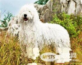 可蒙犬多久发情 可蒙犬配种适宜期为2到4天