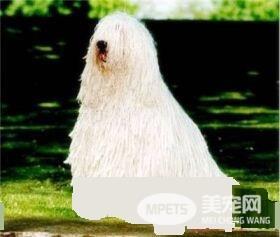 可蒙犬多久发情 可蒙犬配种适宜期为2到4天