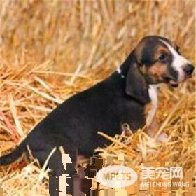 哈利犬怎么喂养 哈利犬养之前要准备什么