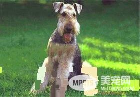 哈利犬怎么喂养 哈利犬养之前要准备什么