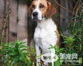 哈利犬寿命 哈利犬一般可以活到20年左右的