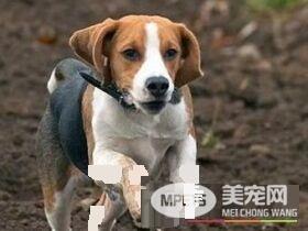 哈利犬寿命 哈利犬一般可以活到20年左右的