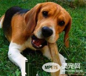 哈利犬是大型犬吗 哈利犬是一种中型猎犬