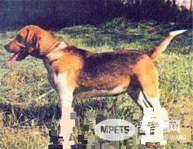 哈利犬是大型犬吗 哈利犬是一种中型猎犬