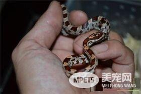 玉米蛇咬人吗 受到威胁会出现咬人的情况