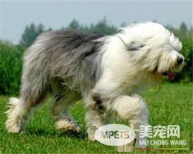 古代英国牧羊犬习性 古代英国牧羊犬性格顽皮