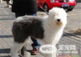 古代英国牧羊犬习性 古代英国牧羊犬性格顽皮