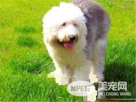 古代英国牧羊犬护理 每天要给它梳理被毛