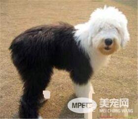 古代英国牧羊犬护理 每天要给它梳理被毛