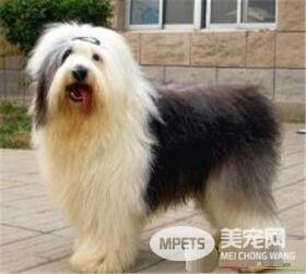 古代英国牧羊犬的寿命 平均寿命在10到12年之间