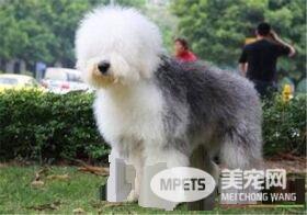 古代英国牧羊犬的寿命 平均寿命在10到12年之间