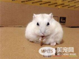 三线仓鼠能合笼吗  仓鼠是独居动物请勿合笼
