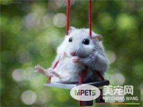 三线仓鼠能合笼吗  仓鼠是独居动物请勿合笼