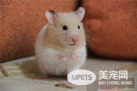 金丝熊如何除臭 在笼子里放点泥巴就不臭