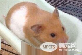 金丝熊生活习惯 金丝熊刚睡醒时耳朵会下垂