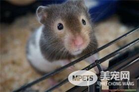 金丝熊喜欢吃什么 以各种杂草种子和粮食为主