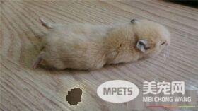 金丝熊怎么过冬 要放在室内暖和的地方