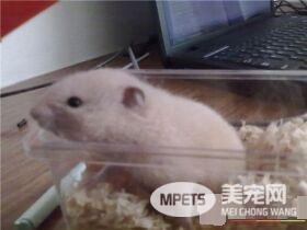 金丝熊怎么怀孕 出生两个月后金丝熊发育成熟