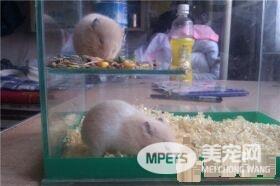 金丝熊喝水吗 金丝熊还是很需要喝水的