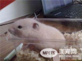 金丝熊怀孕了怎么办 公鼠一定要隔离出来