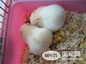 金丝熊怕冷吗 金丝熊冬天是特别怕冷的