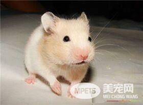 金丝熊认主人吗 金丝熊是会认主人的
