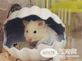 金丝熊认主人吗 金丝熊是会认主人的
