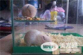 金丝熊吃什么 金丝熊饲养所需基本物品