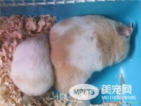 金丝熊吃什么 金丝熊饲养所需基本物品