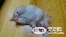 金丝熊怎么养 金丝熊饲养的禁忌有哪些呢