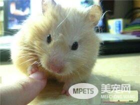 金丝熊怀孕症状 金丝熊怀孕体形明显变大