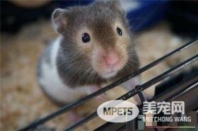 金丝熊怀孕症状 金丝熊怀孕体形明显变大