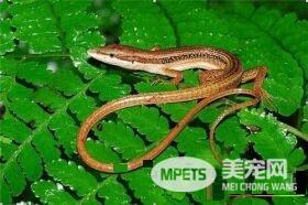 台湾草蜥怎么样 台湾草蜥是台湾的特有物种