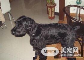 巨型雪纳瑞看家吗 雪纳瑞看家能力也是有的