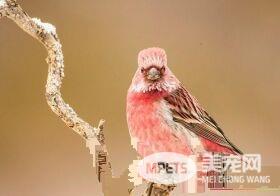 北朱雀叫声 北朱雀的声音是短促的低哨音