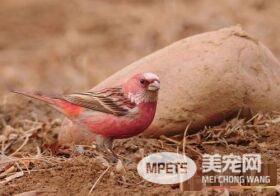 北朱雀叫声 北朱雀的声音是短促的低哨音