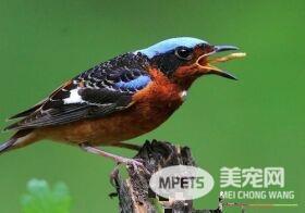白喉矶鸫吃什么 一般可喂点颏粉拌肉沫