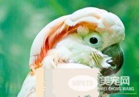 摩鹿加凤头鹦鹉成熟几年 4到5岁时可达性成熟