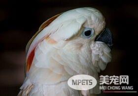 摩鹿加凤头鹦鹉成熟几年 4到5岁时可达性成熟